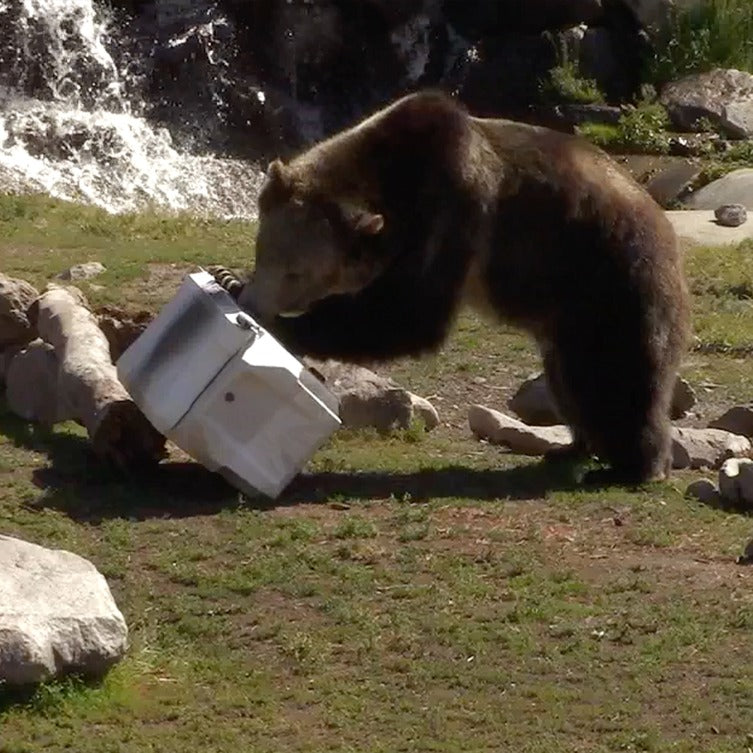 Bear-Resistant（耐熊性能）認証